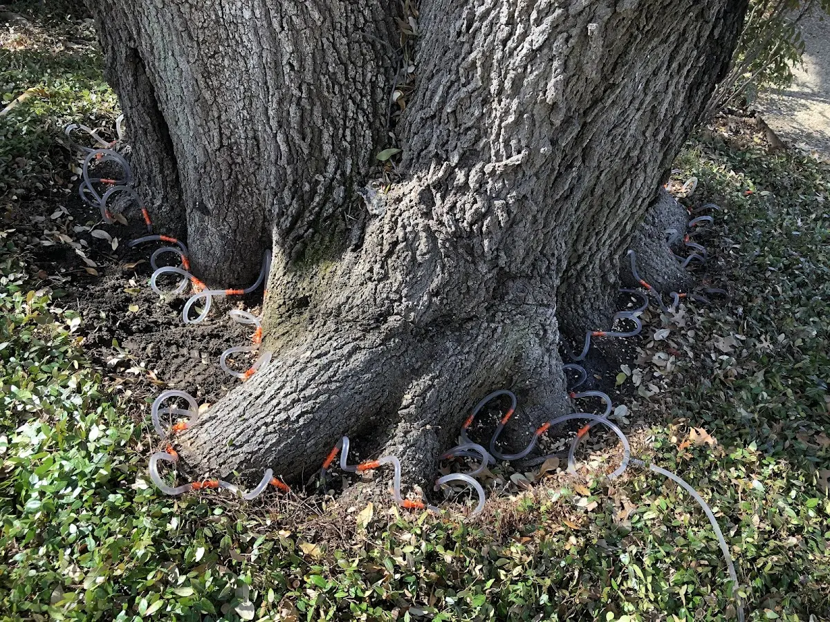 Detailed Tree Cabling and Bracing job site in Weatherford