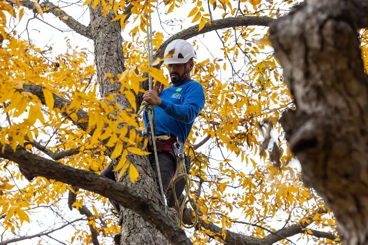 Skilled Tree Trimming crew working in Weatherford